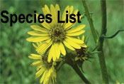 Species List